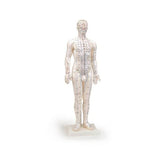 Human Male Acupuncture Model 24”