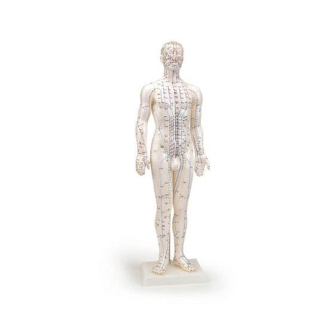 Human Male Acupuncture Model 24”