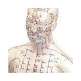 Human Male Acupuncture Model 24”