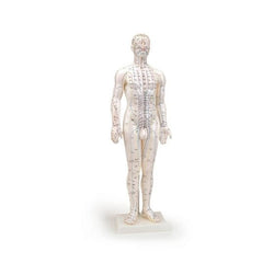 Human Male Acupuncture Model 24”