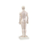 Human Male Acupuncture Model 24”